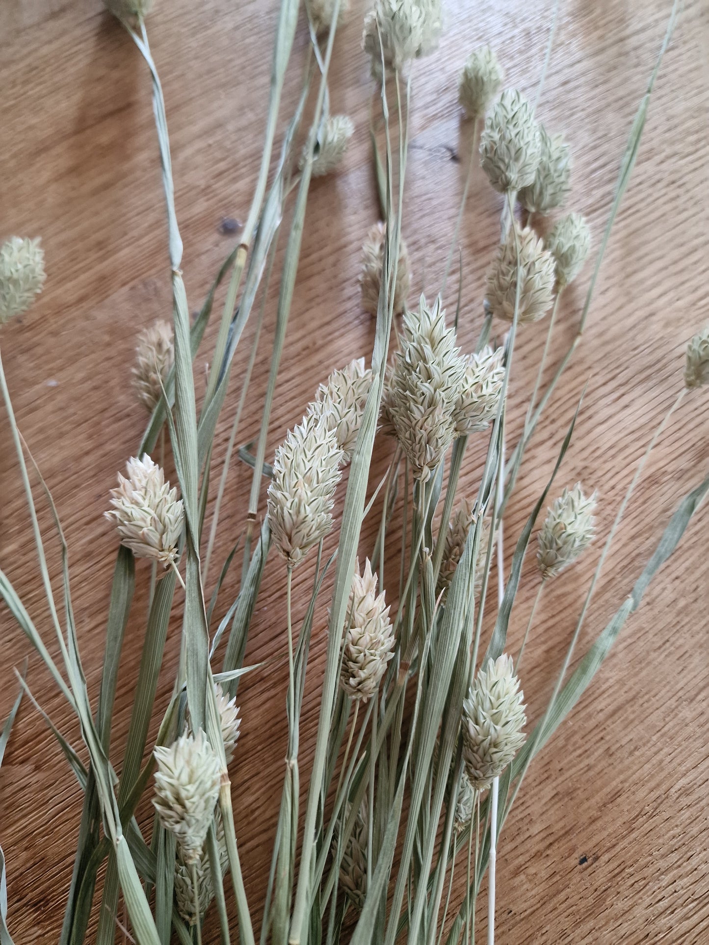 Droogbloemen Phalaris Naturel